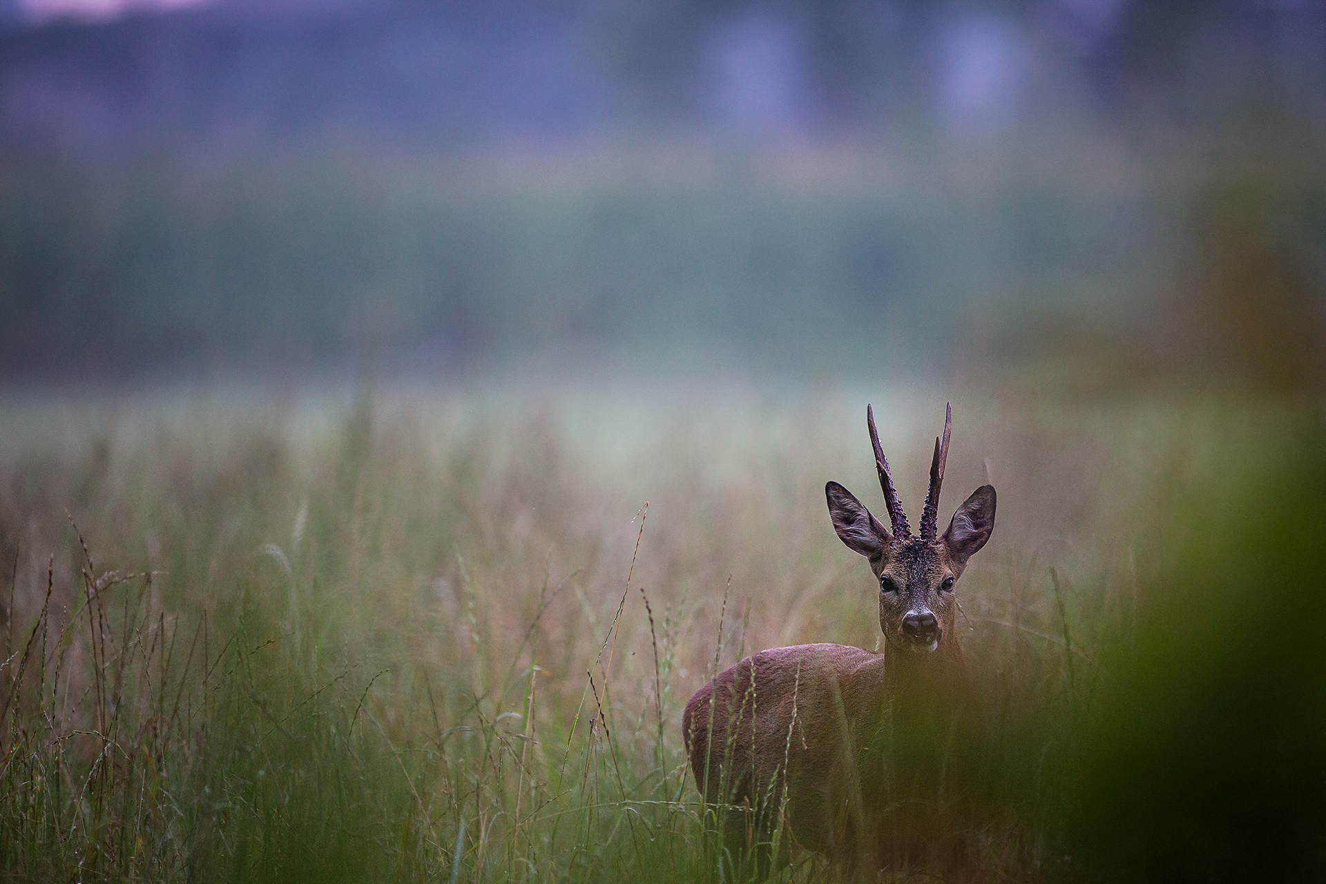 Capriolo - Capreolus capreolus