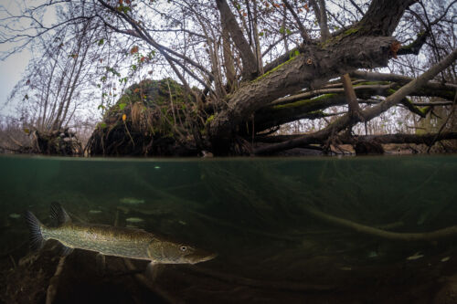 Un luccio (Esox lucius) sotto l'ontano storto