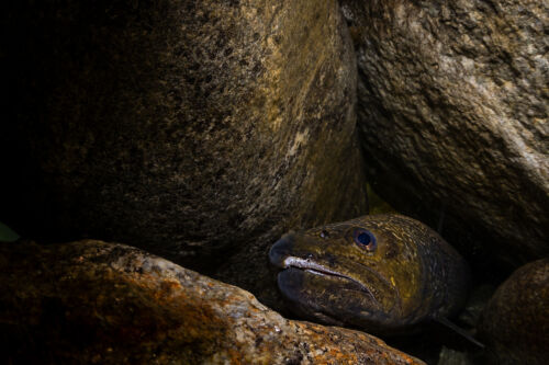 Trota marmorata (Salmo marmoratus)