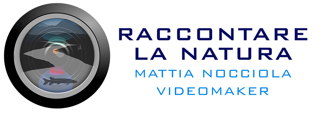 Logo sito mattia Nocciola