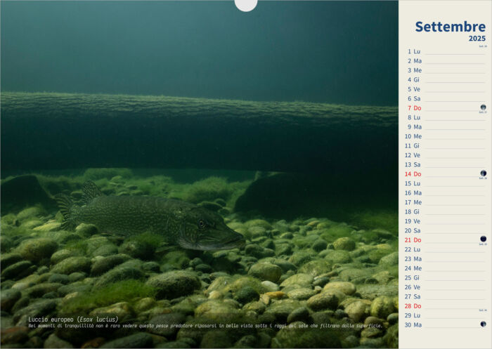 Calendario 2025 Underwater - immagine 10