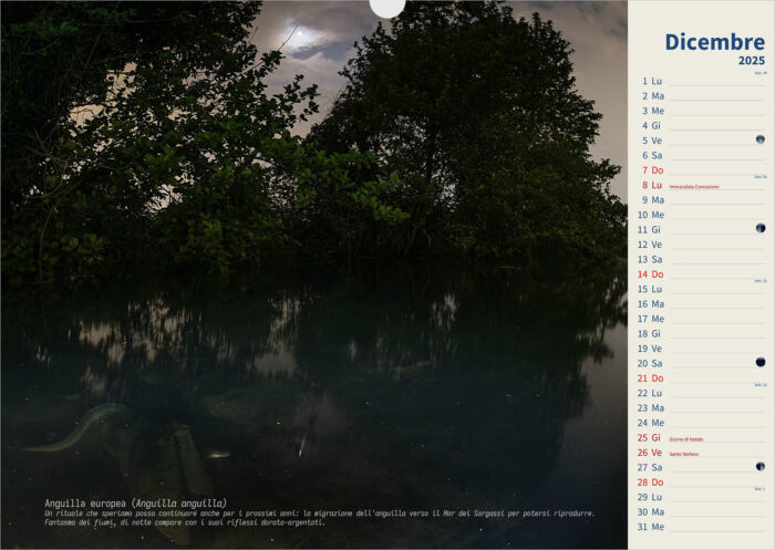 Calendario 2025 Underwater - immagine 13