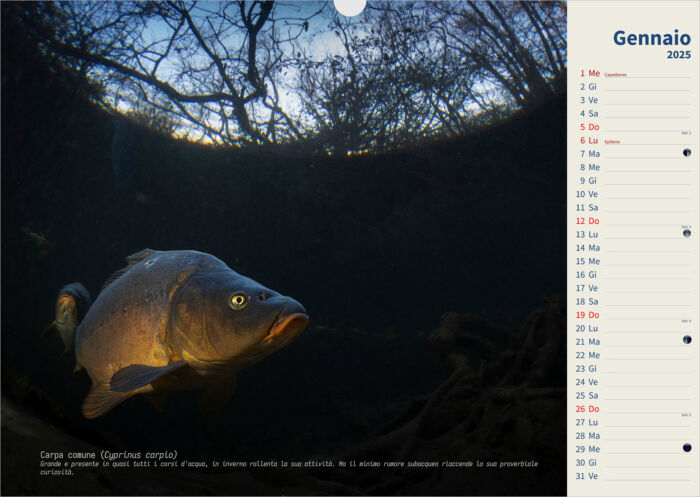 Calendario 2025 Underwater - immagine 2