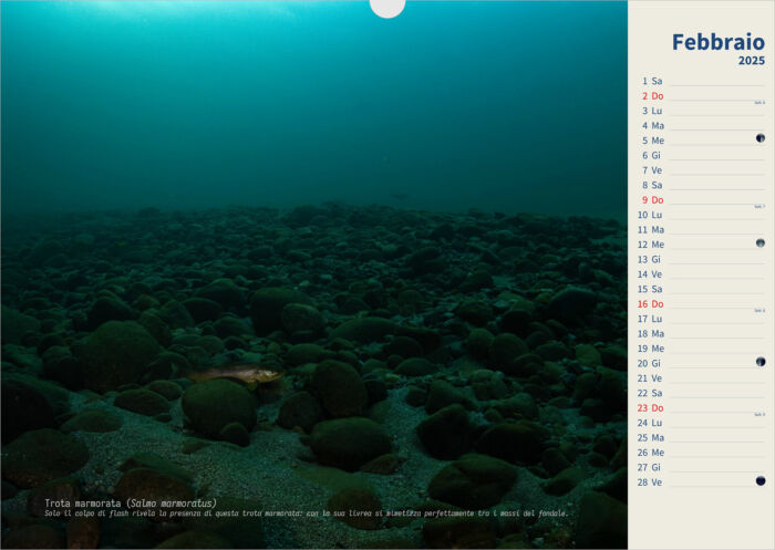 Calendario 2025 Underwater - immagine 3