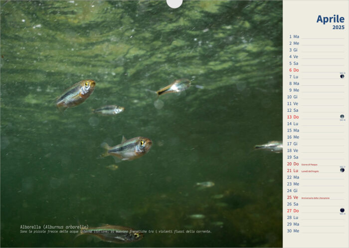 Calendario 2025 Underwater - immagine 5