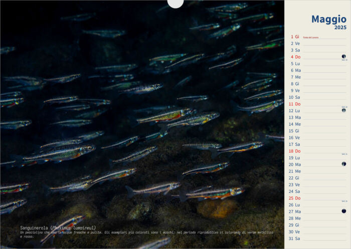 Calendario 2025 Underwater - immagine 6