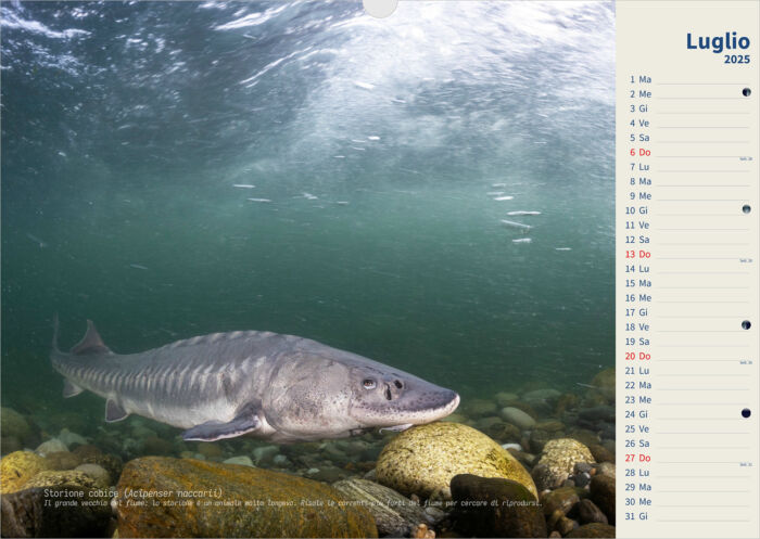 Calendario 2025 Underwater - immagine 8