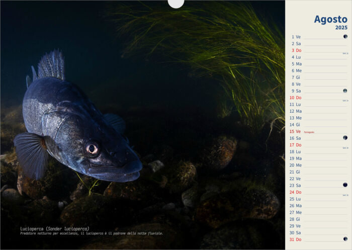 Calendario 2025 Underwater - immagine 9