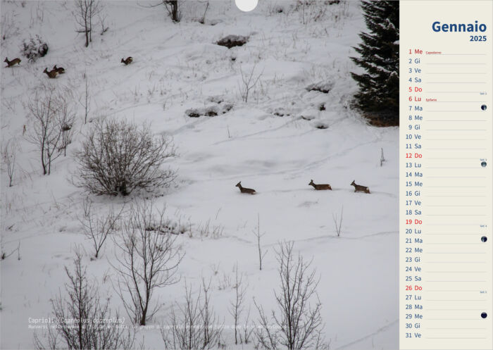 Calendario 2025 WILD - immagine 2